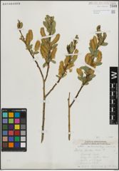 Foto von Salix lucida Muhl.